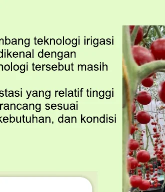 Budidaya tomat Rendhemponik