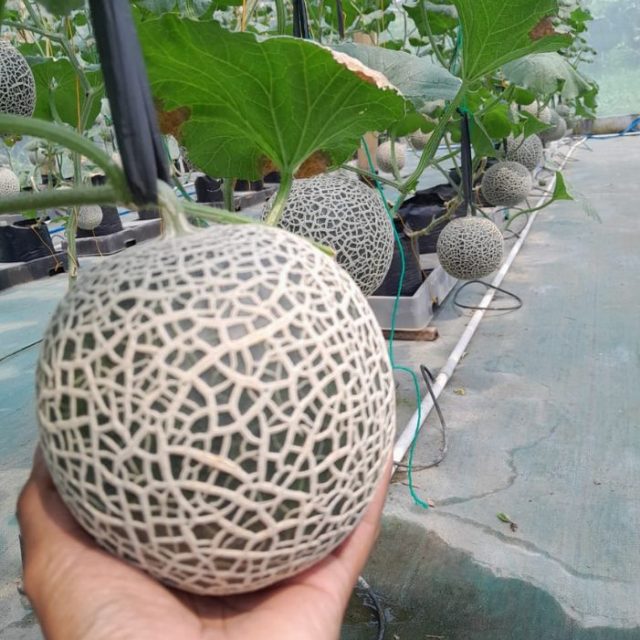 Melon Fujisawa