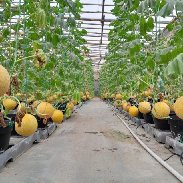 Melon Hidroponik