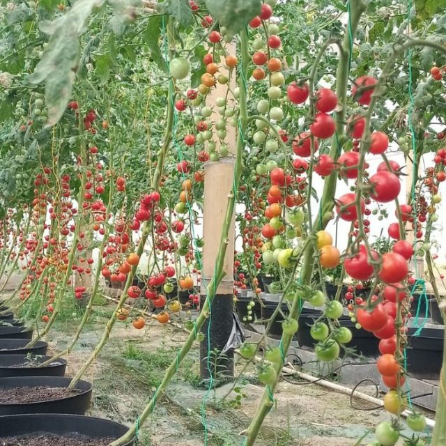 Tomat Cherry Fortesa