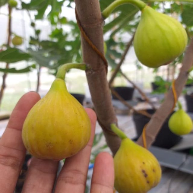 Buah Tin